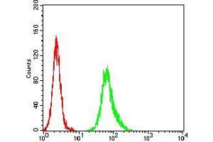 Flow cytometric analysis of Hela cells using ESR1 mouse mAb (green) and negative control (red). (Estrogen Receptor alpha 抗体  (AA 2-185))