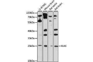 Western blot analysis of extracts of various cell lines, using KLK6 antibody (ABIN6133786, ABIN6142957, ABIN6142959 and ABIN6215531) at 1:1000 dilution. (Kallikrein 6 抗体  (C-Term))