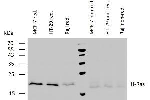 Western blotting analysis of human H-Ras using mouse monoclonal antibody H-Ras-03 on lysates of various cell lines under reducing and non-reducing conditions. (HRAS 抗体)