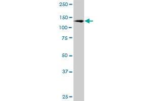 CEBPZ MaxPab polyclonal antibody. (CEBPZ 抗体  (AA 1-1054))