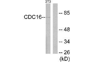 Western blot analysis of extracts from NIH-3T3 cells, using APC6 antibody. (CDC16 抗体)