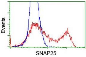 Image no. 3 for anti-Synaptosomal-Associated Protein, 25kDa (SNAP25) antibody (ABIN1501019) (SNAP25 抗体)