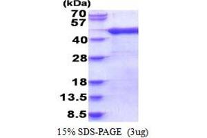 SDS-PAGE (SDS) image for ADP-Ribosylation Factor Interacting Protein 1 (ARFIP1) (AA 1-341) protein (His tag) (ABIN5853891) (ARFIP1 Protein (AA 1-341) (His tag))