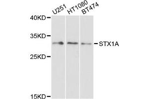 Western blot analysis of extracts of various cell lines, using STX1A antibody (ABIN1876774) at 1:1000 dilution. (STX1A 抗体)