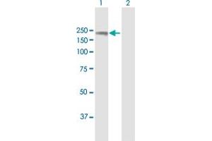 Western Blot analysis of TIMELESS expression in transfected 293T cell line by TIMELESS MaxPab polyclonal antibody.