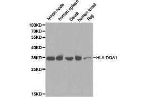 Western Blotting (WB) image for anti-Major Histocompatibility Complex, Class II, DQ alpha 1 (HLA-DQA1) antibody (ABIN1873029) (HLA-DQA1 抗体)