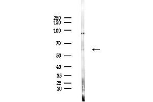anti-Cryptochrome 2 (Photolyase-Like) (CRY2) (C-Term) antibody