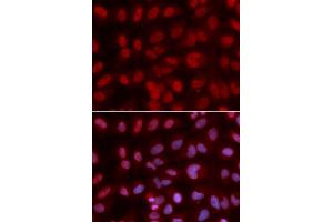 Immunofluorescence (IF) image for anti-SIN3 homolog A, transcription regulator (SIN3A) (AA 1-120) antibody (ABIN3023703)