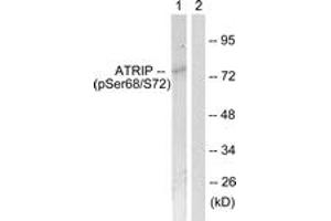 Western blot analysis of extracts from NIH-3T3 cells, using ATRIP (Phospho-Ser68) Antibody. (ATRIP 抗体  (pSer68))