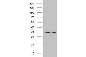 Image no. 1 for anti-Developmental Pluripotency Associated 2 (DPPA2) (AA 1-175) antibody (ABIN1490596) (DPPA2 抗体  (AA 1-175))