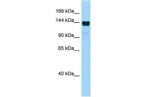 WB Suggested Anti-Aff4 Antibody Titration: 1. (AFF4 抗体  (Middle Region))