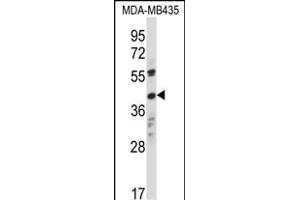 OR8K1 Antibody (C-term) (ABIN657918 and ABIN2846865) western blot analysis in MDA-M cell line lysates (35 μg/lane). (OR8K1 抗体  (C-Term))
