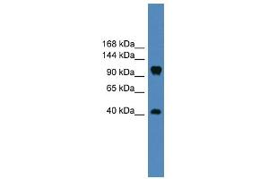 WB Suggested Anti-CNTN1 Antibody Titration: 0.