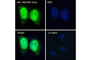 (ABIN185491) Immunofluorescence analysis of paraformaldehyde fixed U2OS cells, permeabilized with 0. (CBX5 抗体  (Internal Region))
