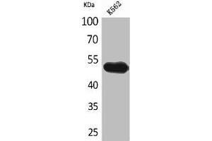 Western Blot analysis of K562 cells using CD328 Polyclonal Antibody (SIGLEC7 抗体  (Internal Region))