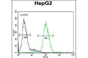 CP Antibody (N-term) (ABIN391512 and ABIN2841473) flow cytometric analysis of HepG2 cells (right histogram) compared to a negative control cell (left histogram). (Ceruloplasmin 抗体  (N-Term))