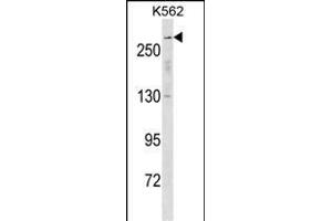 SCN5A Antibody (N-term) (ABIN1539374 and ABIN2850330) western blot analysis in K562 cell line lysates (35 μg/lane). (SCN5A 抗体  (N-Term))