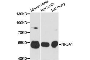 Western blot analysis of extracts of various cell lines, using NR5A1 antibody (ABIN1980152) at 1:3000 dilution. (NR5A1 抗体)