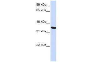 WB Suggested Anti-DPPA2 Antibody Titration: 0. (DPPA2 抗体  (N-Term))