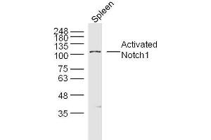 Mouse spleen lysates probed with Activated Notch1 Polyclonal Antibody, unconjugated  at 1:300 overnight at 4°C followed by a conjugated secondary antibody for 60 minutes at 37°C. (Notch1 抗体  (AA 1754-1800))