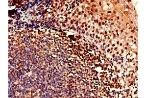 Immunohistochemistry of paraffin-embedded human tonsil tissue using ABIN7147887 at dilution of 1:100 (Claudin 12 抗体  (AA 32-87))