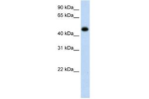 WB Suggested Anti-HAO1 Antibody Titration:  0. (HAO1 抗体  (C-Term))
