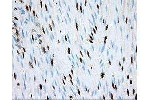 Image no. 10 for anti-Aryl Hydrocarbon Receptor Nuclear Translocator (ARNT) antibody (ABIN1496729) (ARNT 抗体)