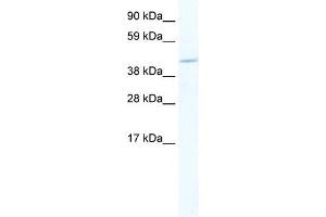 MEF2C antibody (20R-1146) used at 0. (MEF2C 抗体  (N-Term))