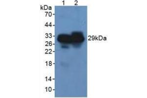 Western blot analysis of (1) Rat Pancreas Tissue and (2) Mouse Pancreas Tissue. (Elastase 3B 抗体  (AA 29-270))