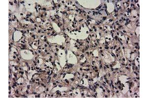 Image no. 7 for anti-COBW Domain Containing 1 (CBWD1) antibody (ABIN1497117) (CBWD1 抗体)