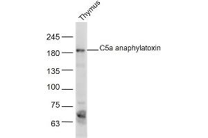 Mouse thymus lysate probed with C5a anaphylatoxin Polyclonal Antibody, Unconjugated  at 1:300 dilution and 4˚C overnight incubation. (C5 抗体  (AA 701-755))
