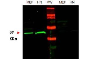 Western blot using POU5F1 polyclonal antibody  shows detection of endogenous POU5F1 in mouse embryonic fibroblast (MEF) cell lysate (lane 1) and HeLa nuclear extract (HN) (lane 2). (OCT4 抗体  (Internal Region))