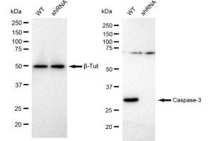 Western blotting analysis using Caspase 3 antibody (ABIN7797895). (Recombinant Caspase 3 抗体)