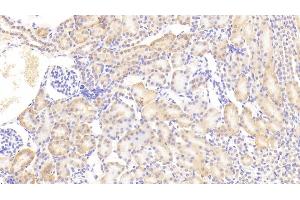 Detection of EPO in Mouse Kidney Tissue using Polyclonal Antibody to Erythropoietin (EPO) (EPO 抗体  (AA 82-192))
