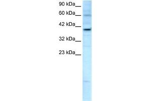 WB Suggested Anti-KIF25 Antibody Titration:  2. (KIF25 抗体  (C-Term))