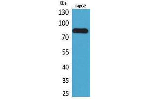 Western Blotting (WB) image for anti-CD248 Molecule, Endosialin (CD248) (Internal Region) antibody (ABIN3178297) (CD248 抗体  (Internal Region))