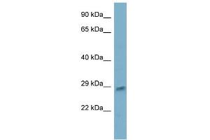 WB Suggested Anti-ING5 Antibody Titration:  0. (ING5 抗体  (N-Term))