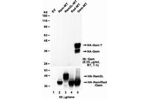 Western Blotting (WB) image for anti-GTP Binding Protein Overexpressed in Skeletal Muscle (GEM) (Internal Region) antibody (ABIN2465110) (GEM 抗体  (Internal Region))