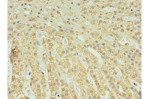 Immunohistochemistry of paraffin-embedded human adrenal gland tissue using ABIN7174820 at dilution of 1:100 (C2ORF15 抗体  (AA 1-125))