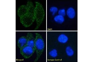 Immunofluorescence staining of fixed A549 cells with anti-EDAR antibody EDAR12. (Recombinant EDAR 抗体)