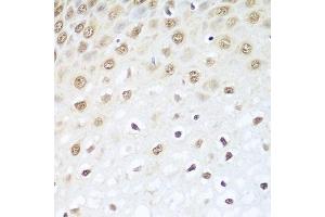 Immunohistochemistry (Paraffin-embedded Sections) (IHC (p)) image for anti-Breast Carcinoma Amplified Sequence 2 (BCAS2) (AA 1-225) antibody (ABIN6137479)
