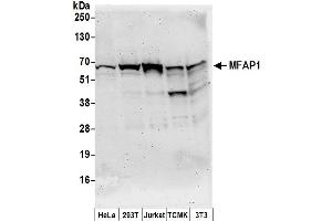 Western Blotting (WB) image for anti-Microfibrillar Associated Protein 1 (MFAP1) (AA 175-225) antibody (ABIN7450446)