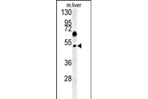 SNX31 Antibody (N-term) (ABIN652160 and ABIN2840572) western blot analysis in mouse liver tissue lysates (15 μg/lane). (SNX31 抗体  (N-Term))