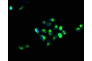 Immunofluorescence staining of Hela cells with ABIN7146723 at 1:66, counter-stained with DAPI. (CA4 抗体  (AA 75-200))