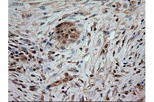 Immunohistochemical staining of paraffin-embedded kidney using anti-NTF3 (ABIN2452683) mouse monoclonal antibody. (Neurotrophin 3 抗体  (AA 139-257))
