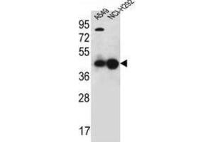 Western Blotting (WB) image for anti-Purine-Rich Element Binding Protein A (PURA) antibody (ABIN2996378) (PURA 抗体)