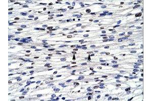 Image no. 1 for anti-BolA-like Protein 1 (BOLA1) (AA 24-73) antibody (ABIN6735869) (BOLA1 抗体  (AA 24-73))