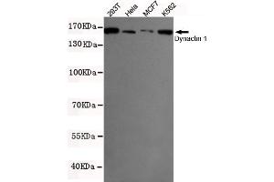 Western blot detection of Dynactin 1 in K562,MCF7,293T and Hela cell lysates using Dynactin 1 mouse mAb (1:500 diluted). (Dynactin 1 抗体  (N-Term))