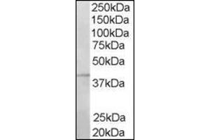 Image no. 2 for anti-Ring Finger Protein 2 (RNF2) (C-Term) antibody (ABIN374300) (RNF2 抗体  (C-Term))