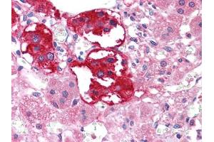 Immunohistochemical analysis of paraffin-embedded human Adrenal tissues using EPHB3 mouse mAb (EPH Receptor B3 抗体  (AA 39-212))